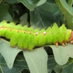 How a Silkworm's Threads Could Repair Spinal Cords